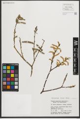 Foto von Salix purpurea L.